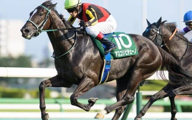 【京成杯AH】ディープインパクト産駒が好成績 5歳以上の牝馬に注目