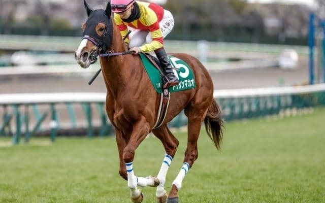 【セントウルS前日オッズ】トウシンマカオが2.8倍で1番人気