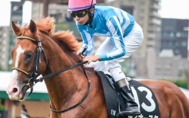 【丹頂S】半兄は大阪杯覇者のジャックドール 障害2勝のディナースタが1年ぶりの平地戦だ