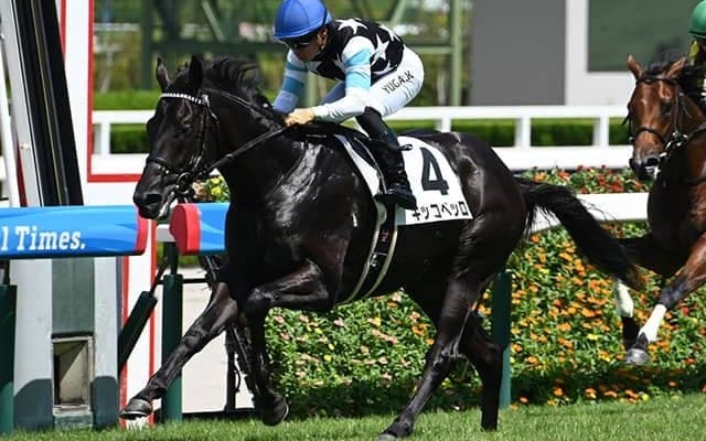 【阪神5R新馬戦結果】スタディオブマン産駒キッコベッロが2馬身差で快勝