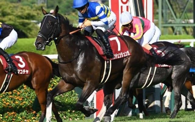 【セントウルS結果】カンチェンジュンガが直線一気で重賞2勝目！