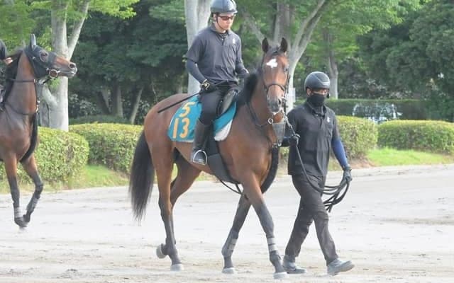 今年のオークス馬カムニャックの半弟 プレイザリードが日曜阪神で初陣/関東馬メイクデビュー情報