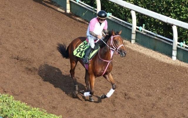ビップアリスなど、先週の入厩情報/栗東トレセンニュース