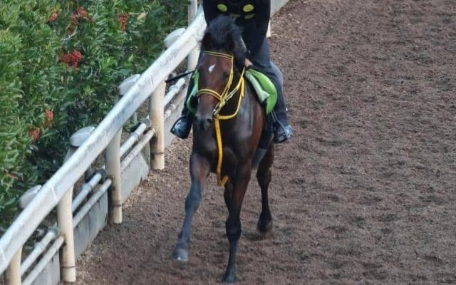 ロサドラーダなど、先週のゲート試験/栗東トレセンニュース