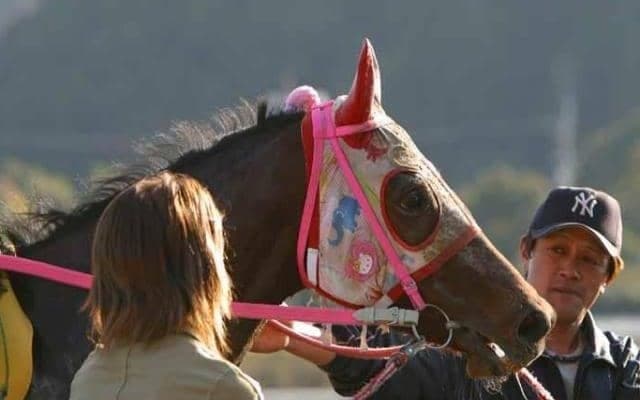 高知競馬場にハルウララの献花台設置 12日から14日まで