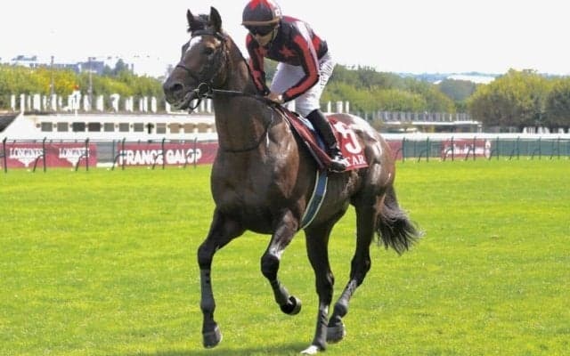 【ムーランドロンシャン賞】新谷師「良いレースを期待したのですが…」ゴートゥファーストは11着