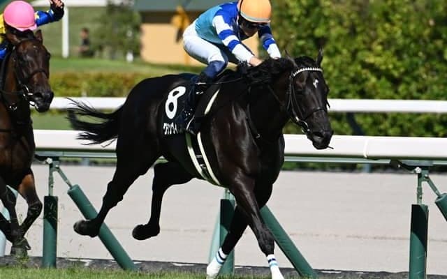 【チャレンジC枠順確定】グランヴィノスは7枠12番、サブマリーナは7枠13番