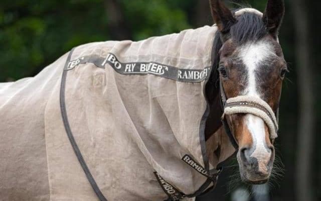 9月15日は「敬老の日」 名牝系の「祖」と呼ばれるウインドインハーヘアの功績