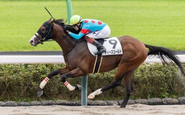 【中山3R】リオンディーズ産駒 ディーズゴールドが初勝利