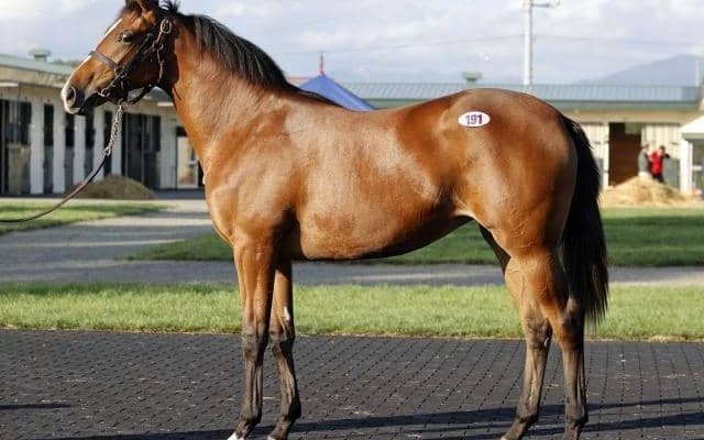 2025セプテンバーセールの1日目 最高価格は「ブロンシェダームの2024」で2200万円