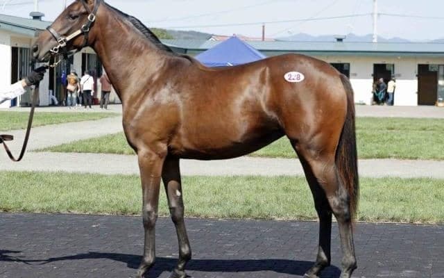 静内農業高校生産「アツコの2024」は320万円で落札/セプテンバーセール