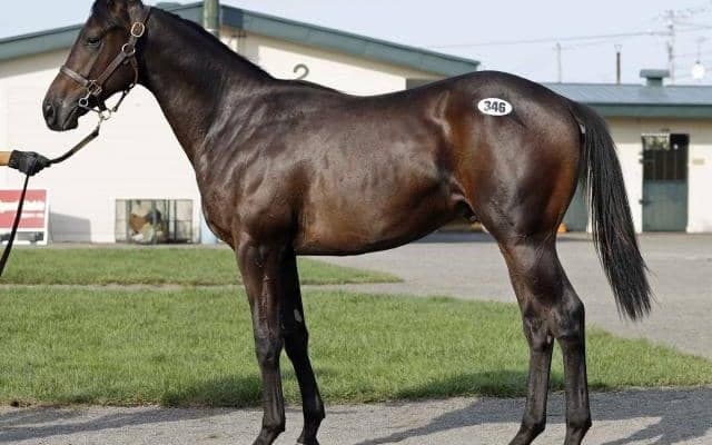 静内農業高校生産「ナリタトップスターの2024」は850万円で落札/セプテンバーセール