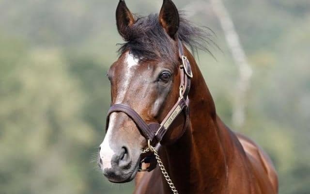 良血ルペルカーリアが種牡馬入り 21年京都新聞杯で逃げ粘り2着