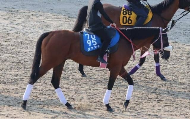 シャマルなど、先週の入厩情報/栗東トレセンニュース