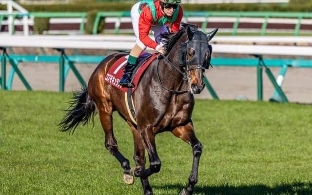 【オールカマー】中山巧者のコスモキュランダ 復活の重賞2勝目なるか