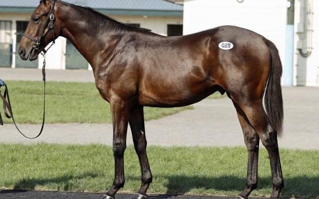 2025セプテンバーセールの3日目 最高価格は「サトノオニキスの2024」で2100万円