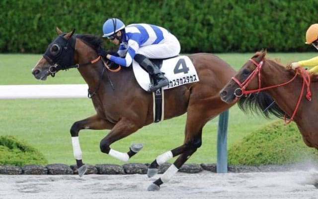 【新馬/阪神3R】タカスタカスタカスがデビューV…高須院長所有馬