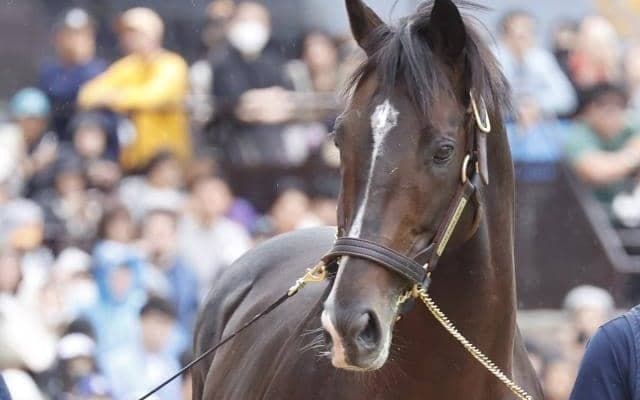 GI・3勝馬タイトルホルダーの展示会が21日札幌競馬場で開催 ファンと再会果たす
