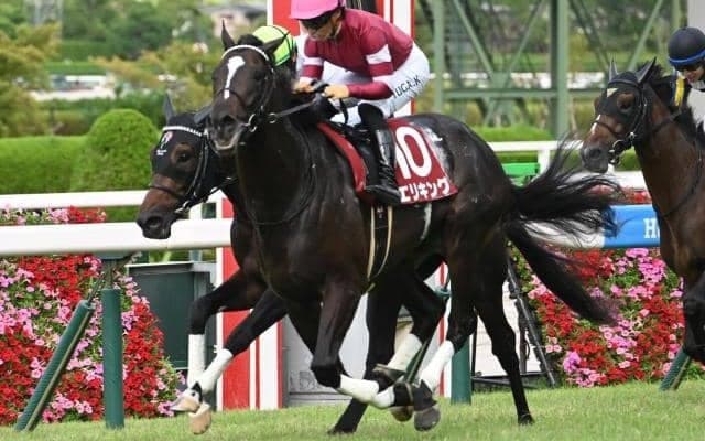 母は豪G1クイーンズランドオークス馬 良血エリキングを血統で振り返る