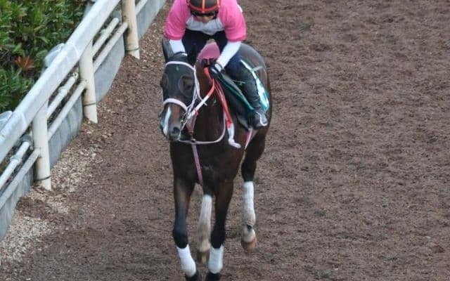 バルセシートなど、先週の入厩情報/栗東トレセンニュース