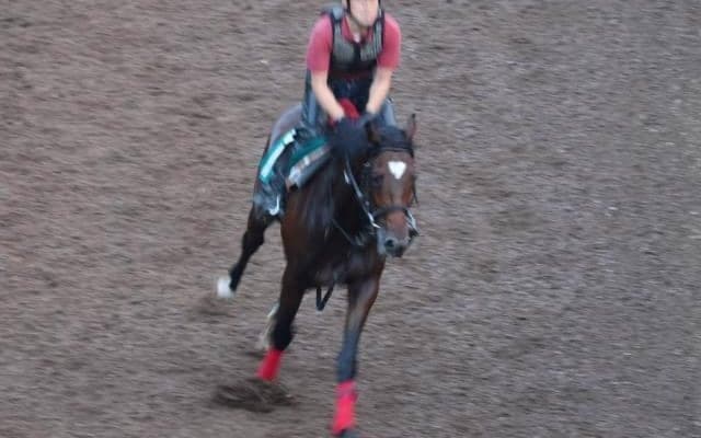 マテンロウゼロなど、先週のゲート試験/栗東トレセンニュース