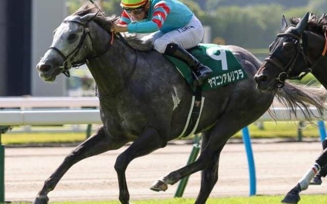 【スプリンターズS】ヤマニン軍団が22年ぶりのJRA・GI制覇なるか ヤマニンアルリフラが頂点狙う