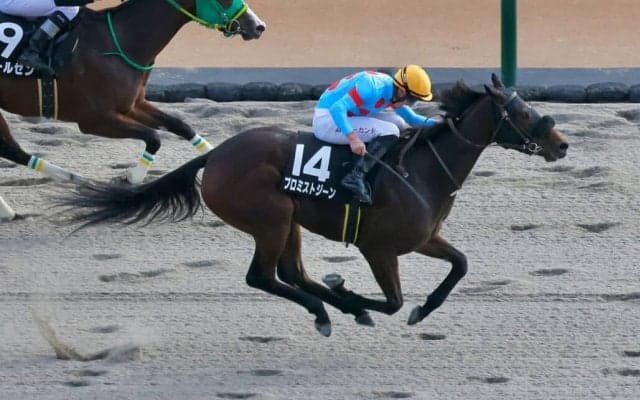 【マリーンC】プロミストジーンなどJRA馬は４頭
