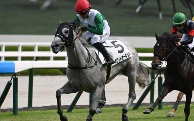 【阪神4R新馬戦結果】キズナ産駒ホワイトオーキッドが追い比べを制してV