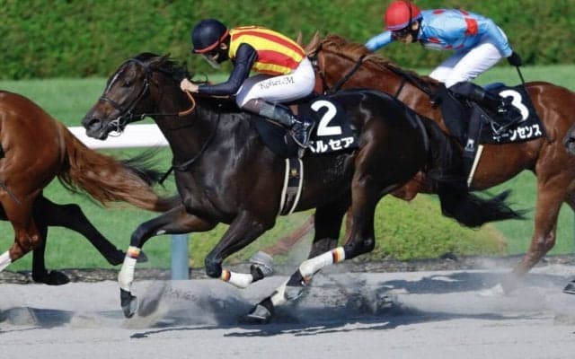 【ヤマボウシ賞】ドレフォン産駒 ペルセアがデビュー2連勝
