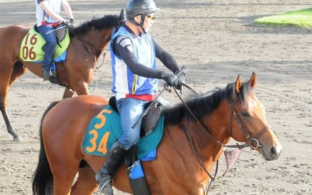 ダイナカール牝系に属する良血 土曜東京で初陣迎えるサントマーレ/関東馬メイクデビュー情報