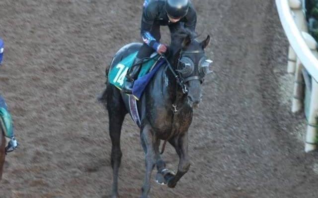 ベレシートなど、先週の入厩情報/栗東トレセンニュース