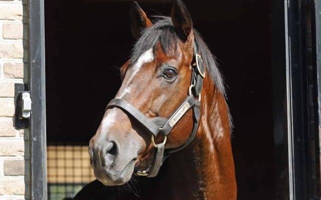 トランセンドが種牡馬引退 余生過ごすyogiboヴェルサイユリゾートファームに到着
