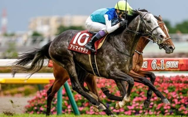 【京都大賞典予想オッズ】アドマイヤテラが予想1番人気