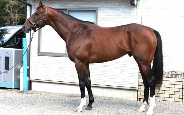 「能力全開が可能なデキ」 舞台適性、状態ともに絶好な毎日王冠出走馬とは
