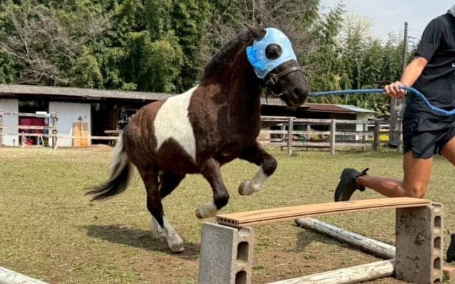 藤沢和雄元調教師が参加、コジュウチョウサンも登場…美浦村で「UMAフェスタ」開催、馬と人がつながる秋の祝祭