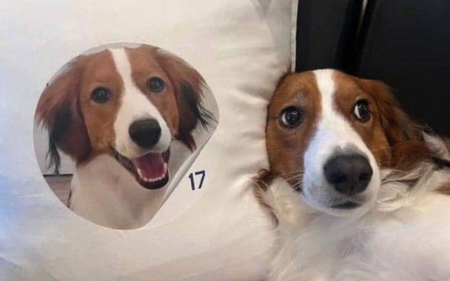 大谷翔平、愛犬デコピンの最新ショット公開　歓喜の美酒直後…遠征前に束の間のひととき