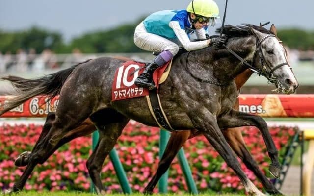 【京都大賞典出走馬・騎手確定】アドマイヤテラ＆川田将雅騎手、ショウナンラプンタ＆松山弘平騎手など18頭