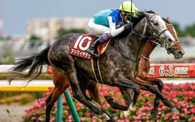 【京都大賞典枠順確定】アドマイヤテラは2枠4番、ショウナンラプンタは8枠18番