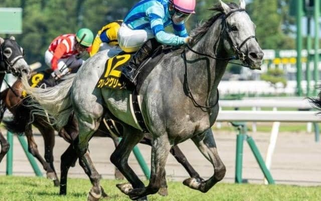 【スワンS】高杉吏麒騎手が重賞初制覇へ 伏兵グレイイングリーンで一発狙う