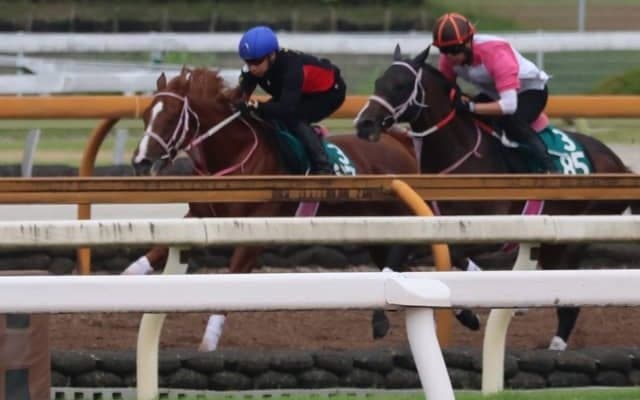 セレクトセール1歳で2億円 ショウナンバンライが日曜京都で初陣/関西馬メイクデビュー情報