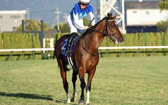 【スワンS予想オッズ】アドマイヤズームが予想1番人気