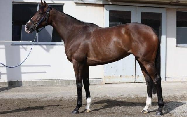 「新馬戦以来の2勝目をつかむ時」 好走傾向に合致するアイルランドT出走馬とは