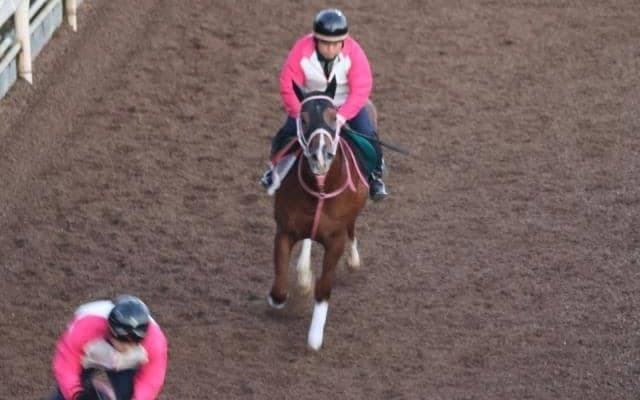 オールブランニューの2023など、先週のゲート試験/栗東トレセンニュース