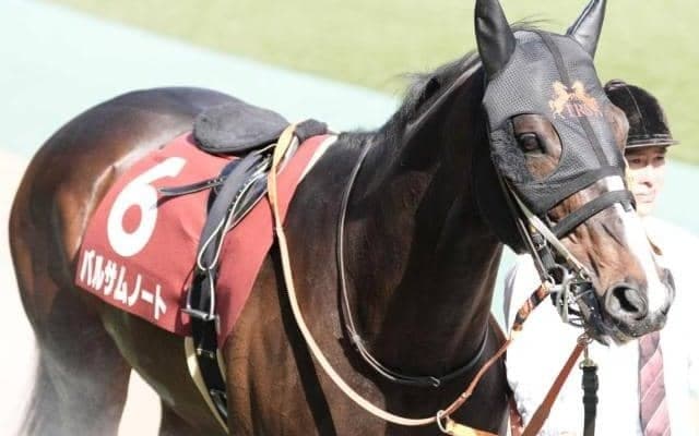 【スワンS】小沢大仁騎手がJRA重賞初制覇なるか 伏兵バルサムノートで一発狙う