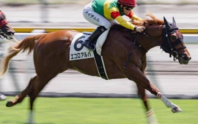 父も母の父も道悪◎ エコロアルバの重賞初制覇だ