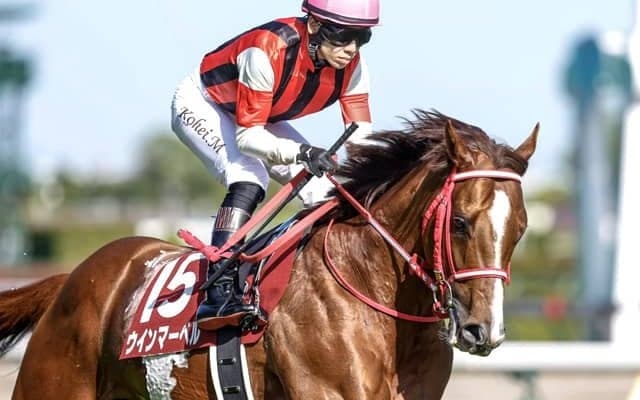 【スワンS枠順確定】ウインマーベルは3枠5番、アドマイヤズームは7枠14番