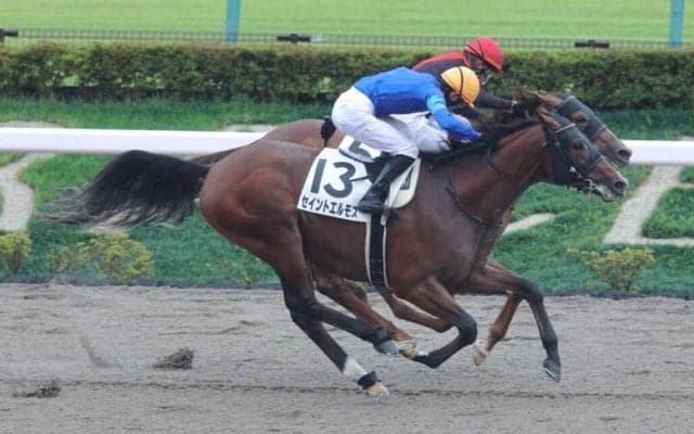 【新馬/東京6R】単勝13番人気セイントエルモズが波乱を演出