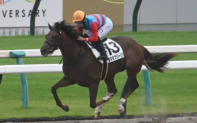 【京都6R新馬戦結果】ルヴァンスレーヴ産駒タマモフリージアが3馬身半差で快勝
