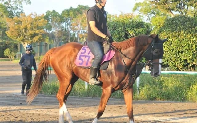 全兄は同厩舎で重賞5勝のトウシンマカオ 土曜東京で初陣迎えるトウシンラヴ/関東馬メイクデビュー情報