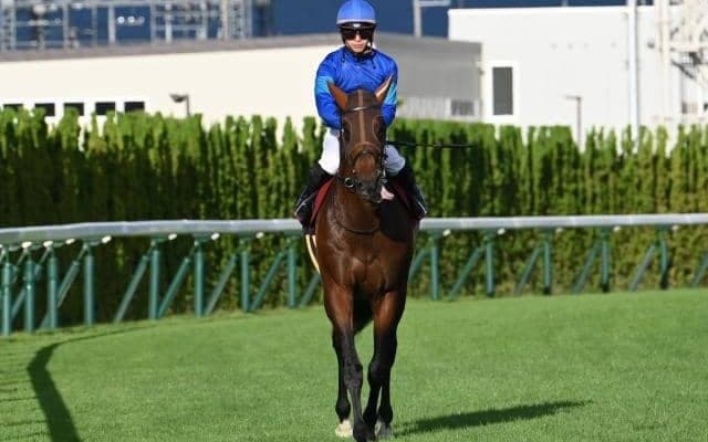 スワンSを制覇したオフトレイル 勝利の鍵は血統が示すコース適性にあり